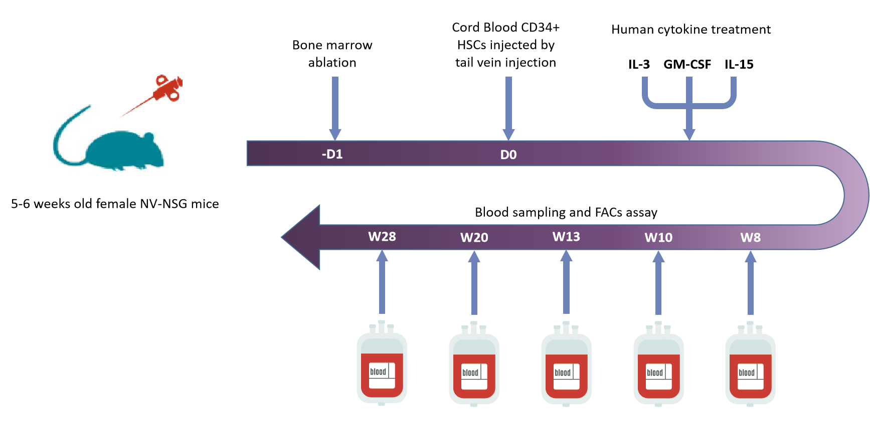 长生存期HSC人源化重建小鼠模型