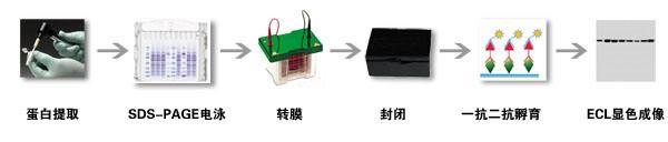 研匠宝典之western blot实验