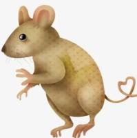 	肺纤维化动物模型