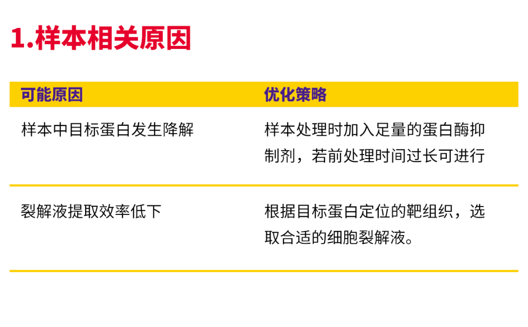 干货 | 师兄爆肝熬夜整理的WB&IF 实验技巧