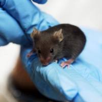 心肌缺血动物模型