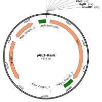 双萤光素酶报告基因检测实验服务