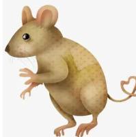 转移性肿瘤模型