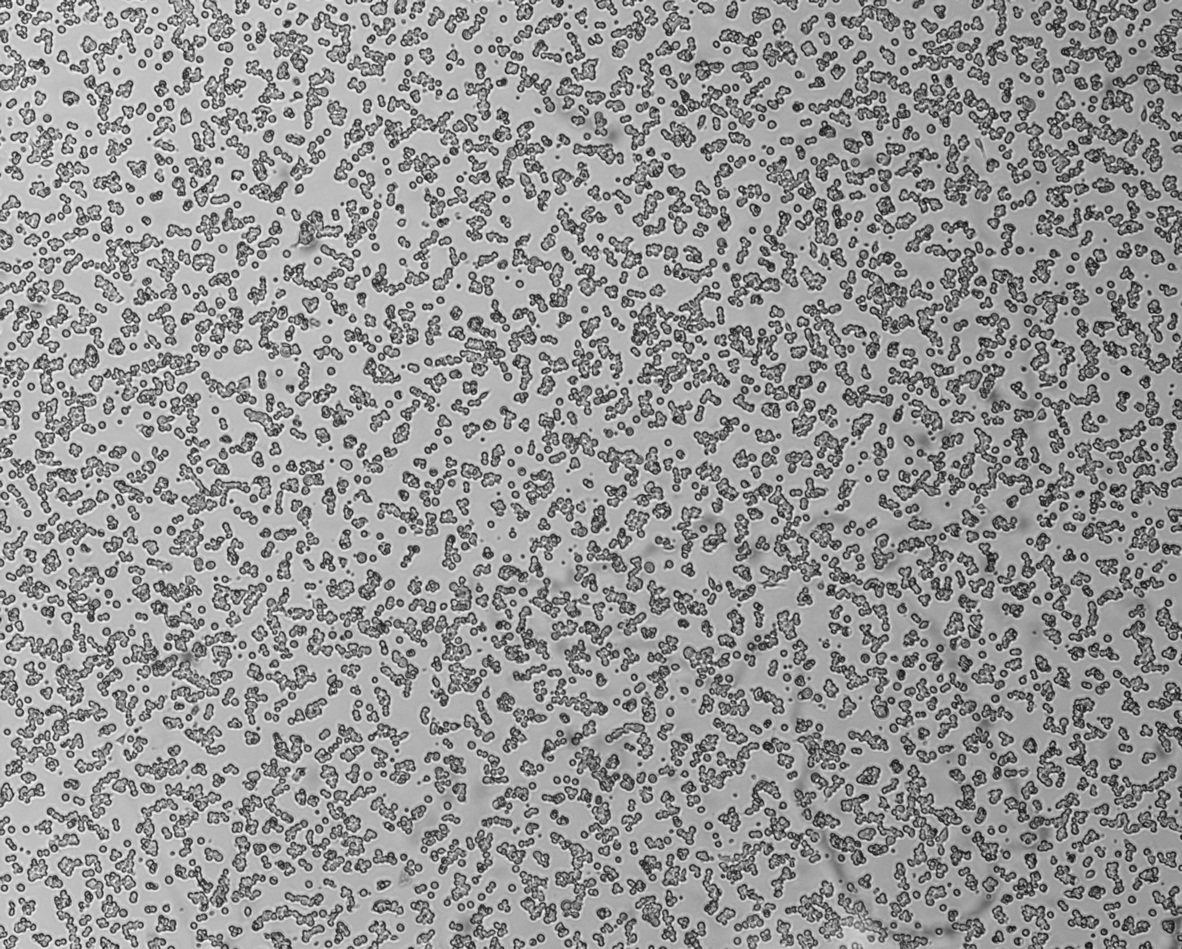 细胞攻略 | RAW 264.7(小鼠单核巨噬细胞白血病细胞) 培养教程