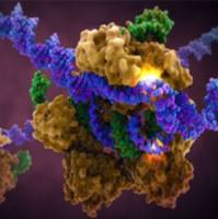 生物素抗人 CD64流式抗体