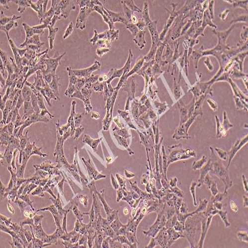 IMMOCELL CTX大鼠脑星形胶质细胞
