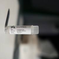 冻存人PBMC细胞(供应)19121878899上海雅裕生物