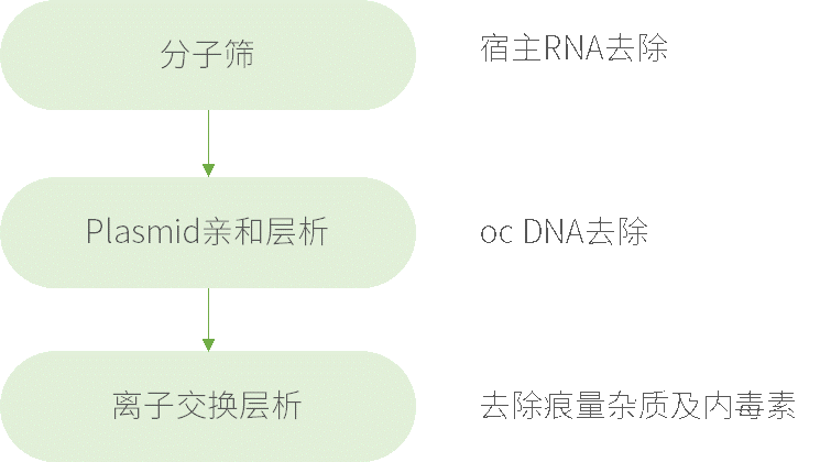 案例分析|质粒DNA纯化工艺浅析 - 企业动态 - 丁香通
