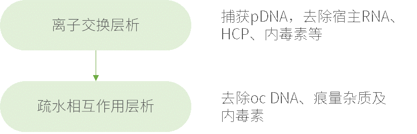 案例分析|质粒DNA纯化工艺浅析 - 企业动态 - 丁香通