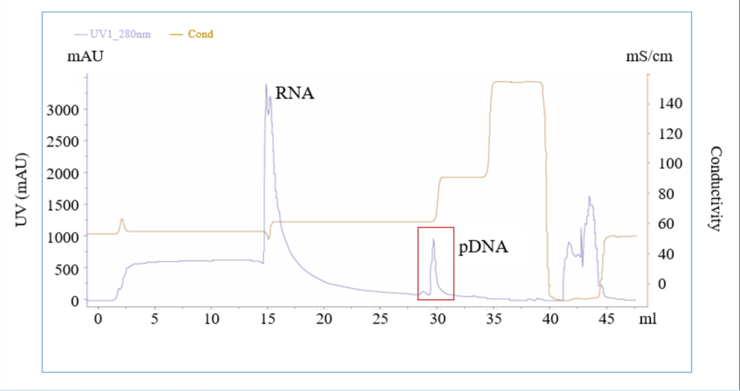 案例分析|质粒DNA纯化工艺浅析 - 企业动态 - 丁香通