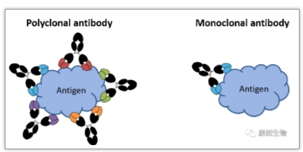 单克隆抗体和多克隆抗体之间的区别