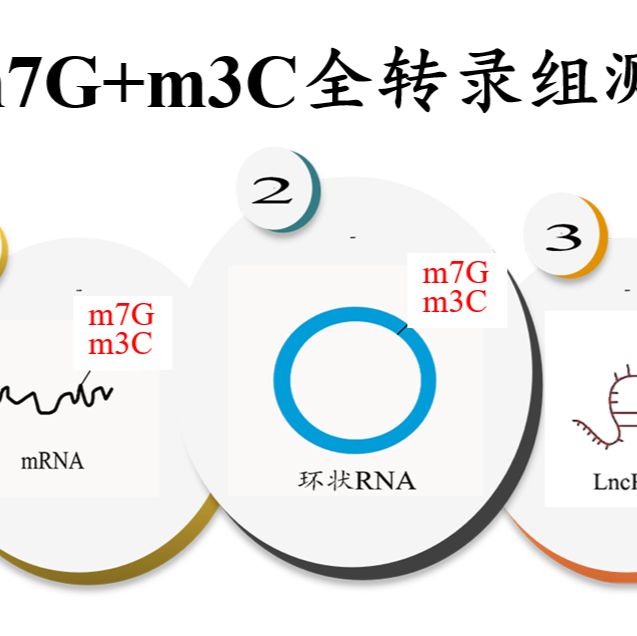 m7G+m3C AlkAniline-seq全转录组测序