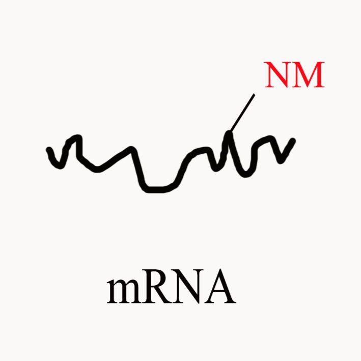 Nm-seq mRNA测序