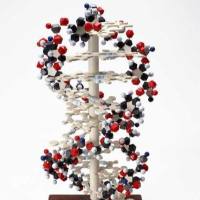 Biotin 抗小鼠 CD45.2 抗体