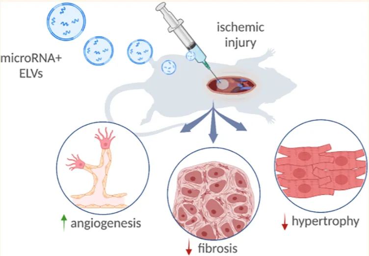 miRNA研究进展盘点丨20230925期