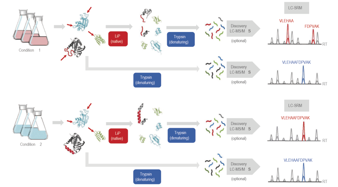 LiP-MS：基于结构变化的蛋白质/小分子-蛋白质相互作用研究利器