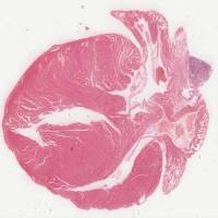 动物组织样本收集