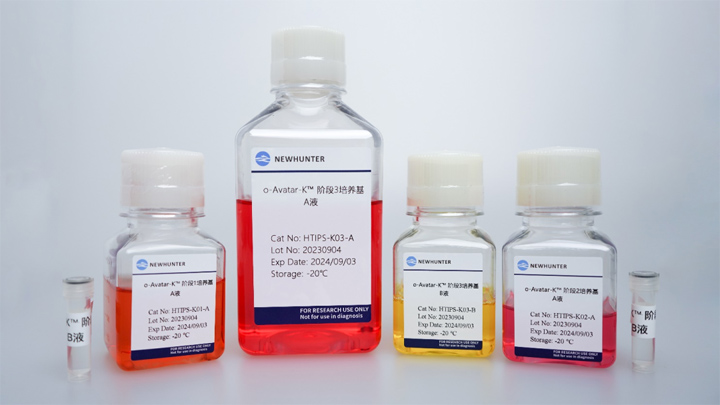 环特重磅新品 | o-Avatar-K™hiPSC诱导分化肾类器官试剂盒正式上线！