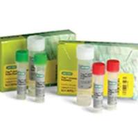 通用型SYBR Green预混液 iTaq™ Universal SYBR® Green Supermix