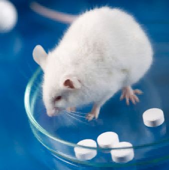 心血管疾病模型技术服务