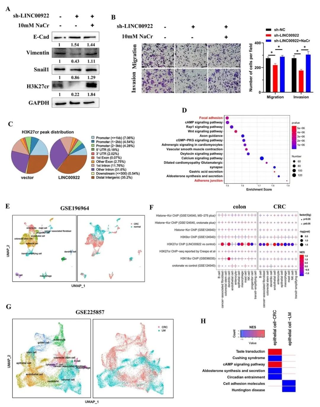 lncRNA研究进展盘点丨20231009期