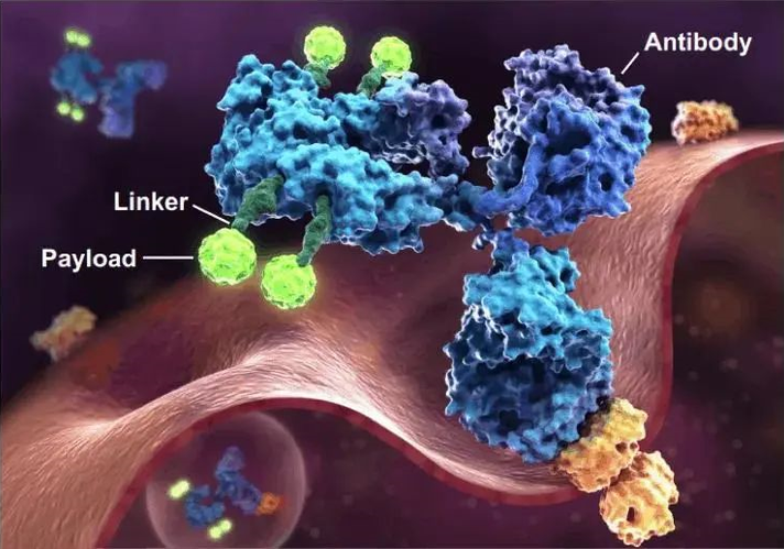 IKA 助您的ADC 药物研发快人一步！