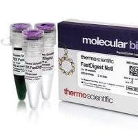 GeneRuler 1 kb DNA Ladder