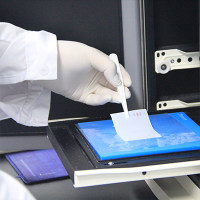 WB（蛋白质免疫印迹）