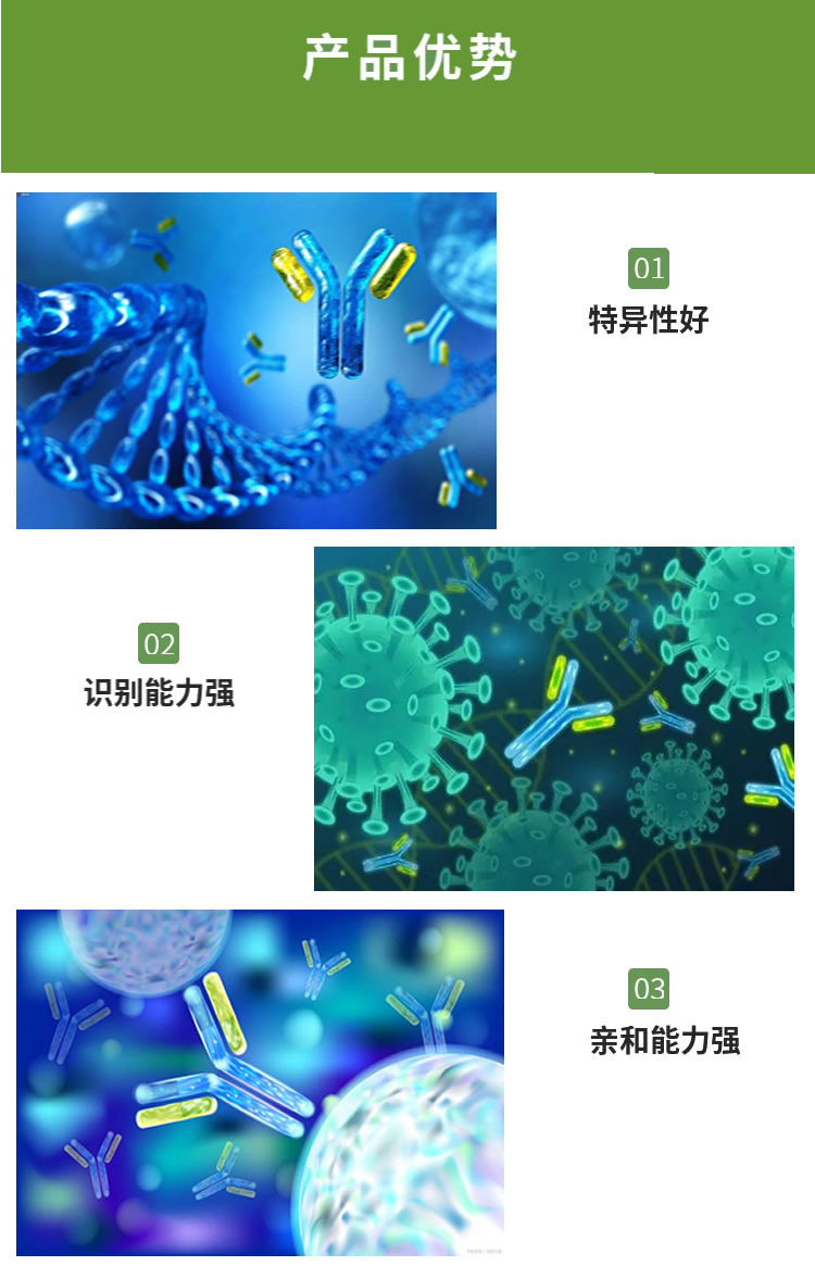 人骨保护素(OPG)多克隆抗体