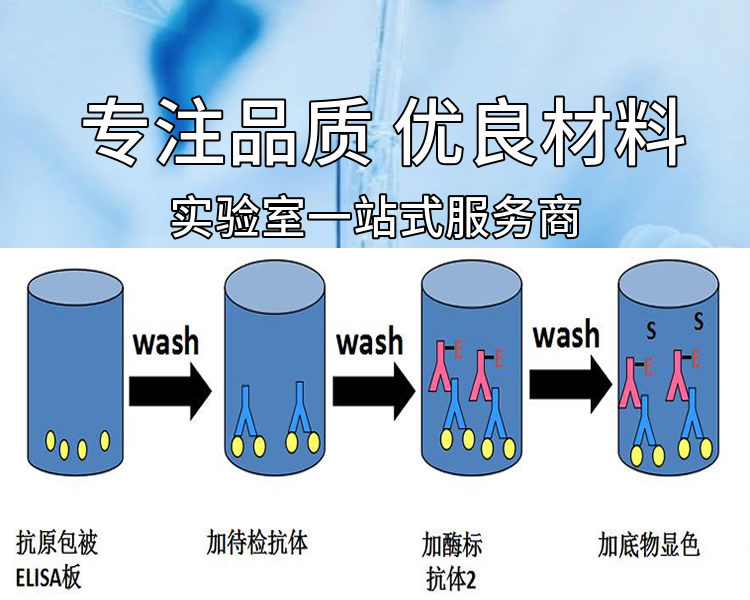 人骨保护素(OPG)多克隆抗体