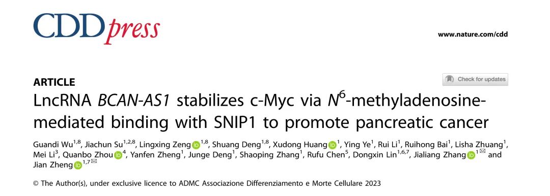 Nature子刊丨LncRNA BCAN-AS1通过m6A介导的与SNIP1结合来稳定c-Myc从而促进胰腺癌