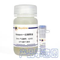 FIS1 Mouse Monoclonal Antibody