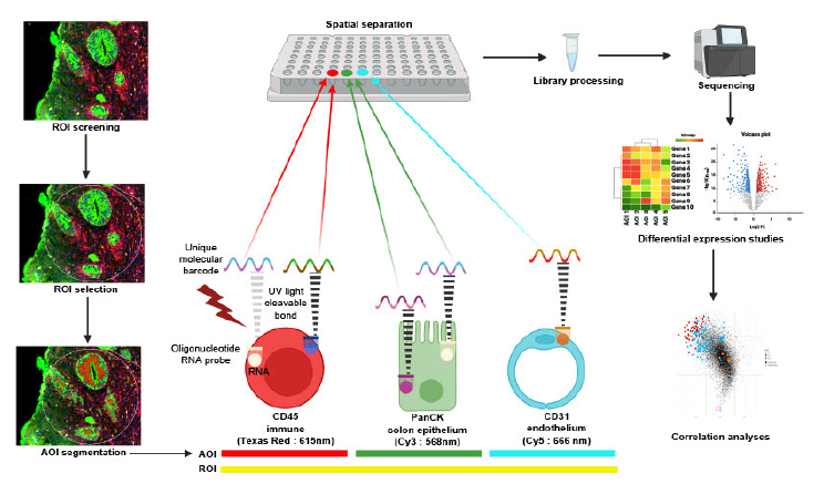 DSP助力揭示急性胃肠道移植物抗宿主病激素反应相关空间组织生态位
