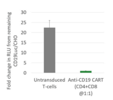 CAR-T 细胞的功能验证 -BPS Bioscience