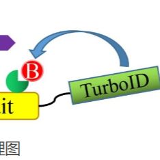 TurboID邻近标记技术--蛋白互作