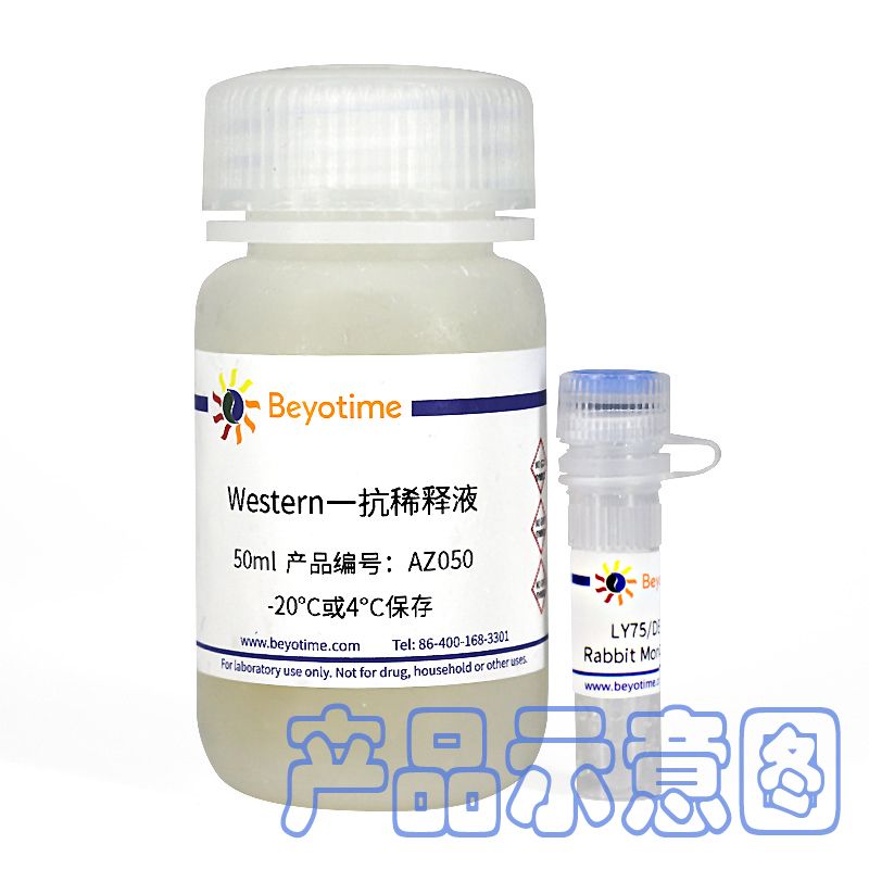 WWOX Mouse Monoclonal Antibody