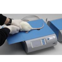 甩尾仪,动物甩尾仪,小动物甩尾测试仪