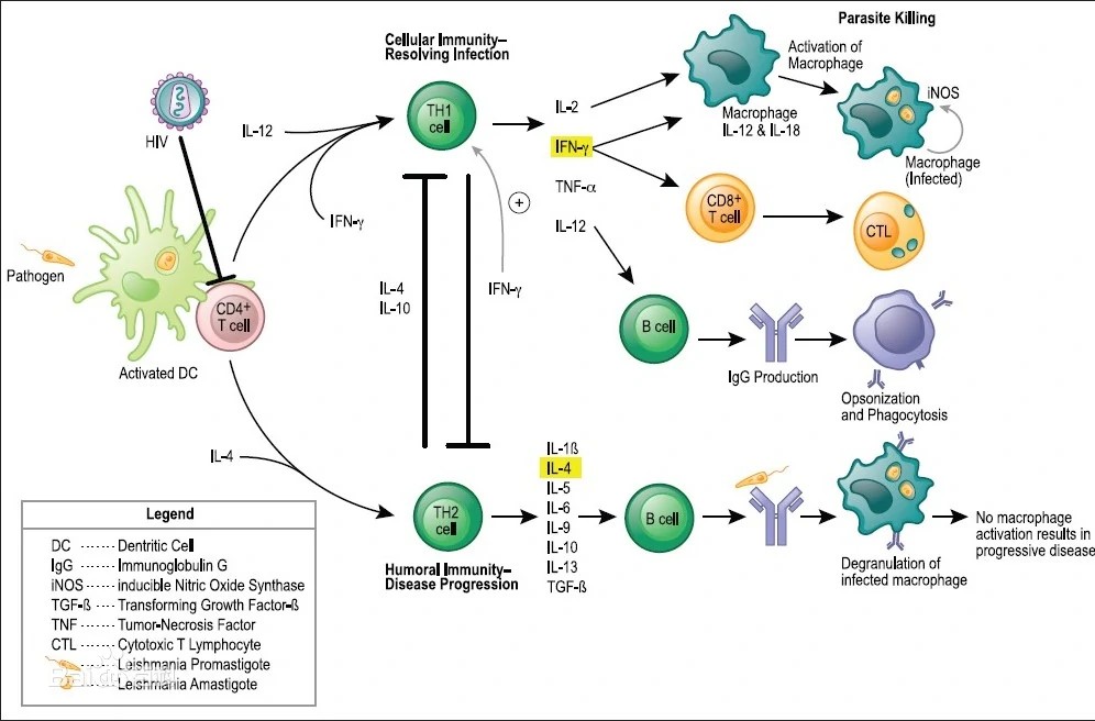 Th1细胞介导的细胞免疫效应