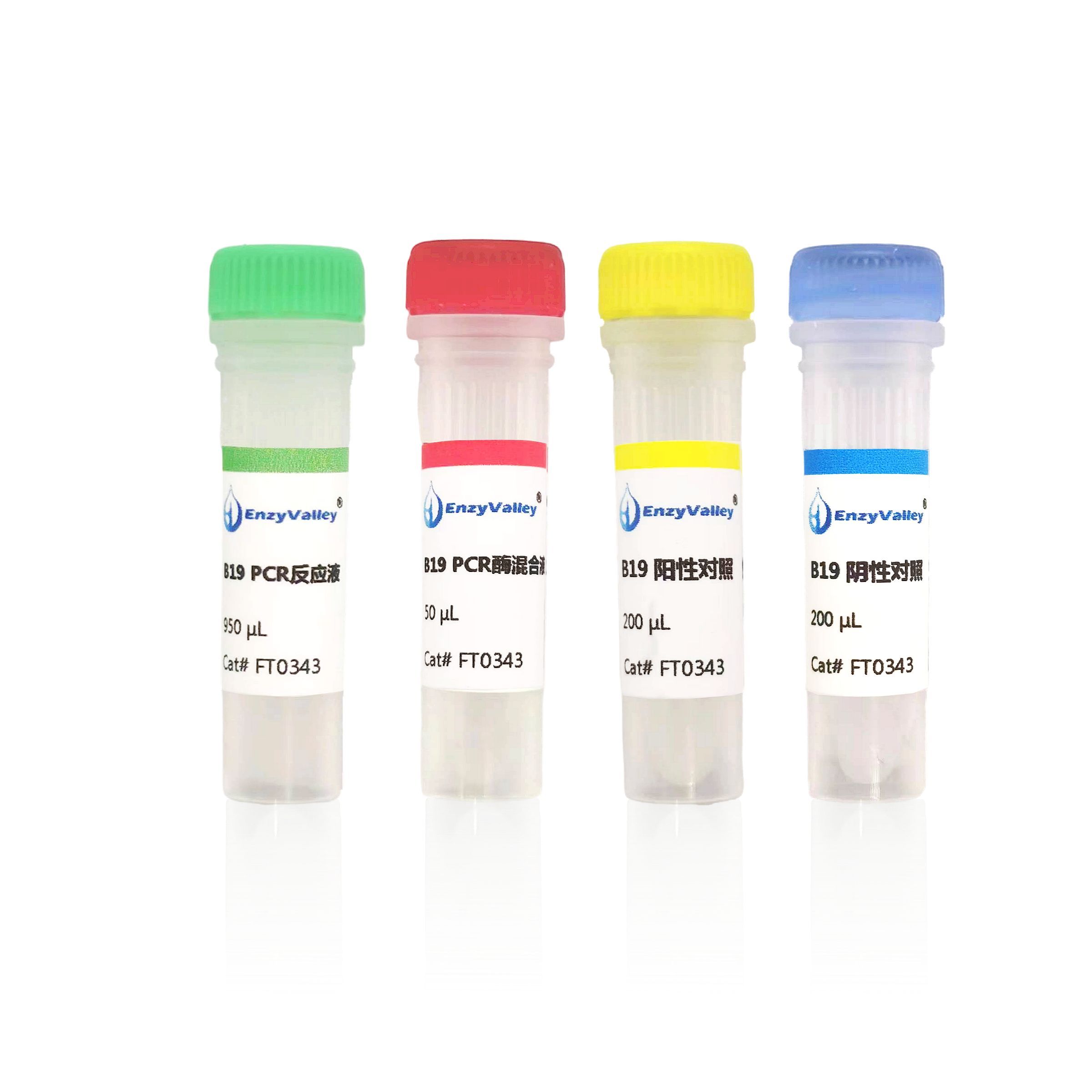 细小病毒B19 探针法荧光定量PCR试剂盒（FT0343）