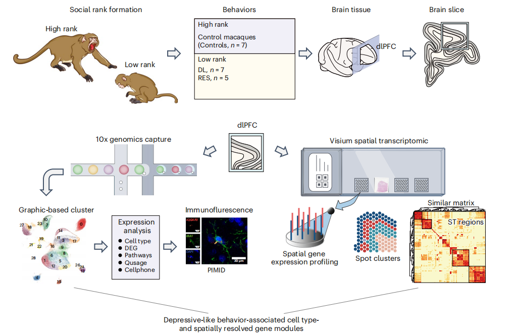 【IF 25】单细胞核测序+空间转录组测序：背外侧前额叶皮层与社会压力相关的抑郁行为分子机制研究