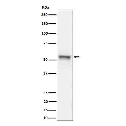 Anti-Tau (phospho S199)