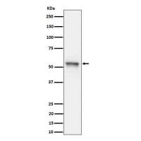 Anti-Tau (phospho S199)