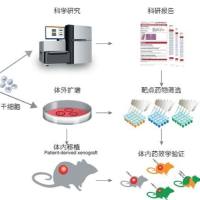 Human Cord Blood CD34⁺ Cells人脐血CD34⁺细胞/造血干细胞(冻存)上海雅裕生物19121878899上海睿安生物