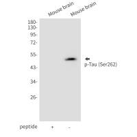 Anti-Tau (phospho S262)
