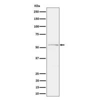 Anti-Tau (phospho S214)