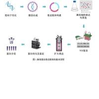 真核蛋白表达服务