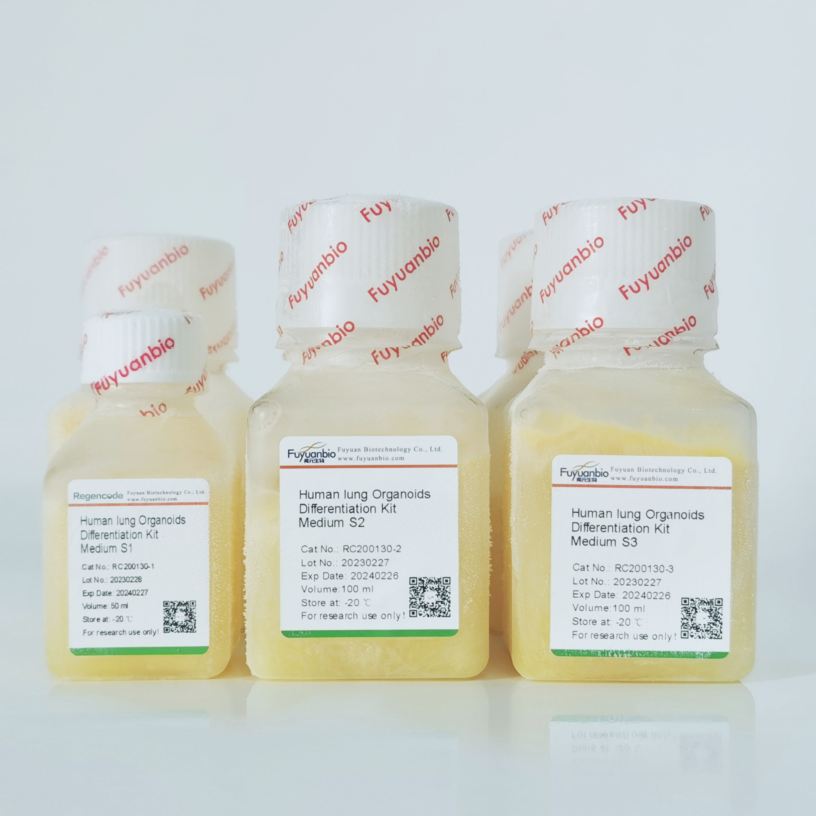 人肺类器官分化试剂盒 培养基 肺分化