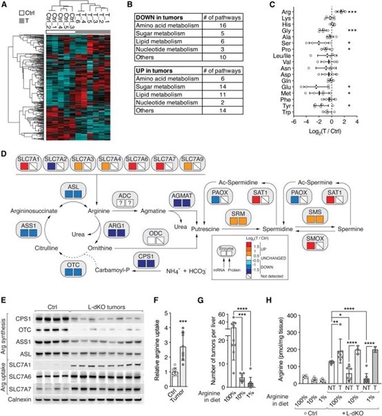 Cell 重磅！发现遏制肝癌进展新途径！