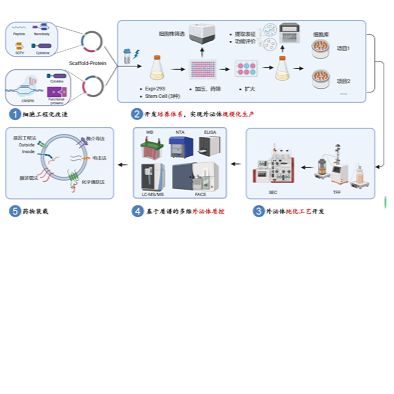 外泌体工程化改造