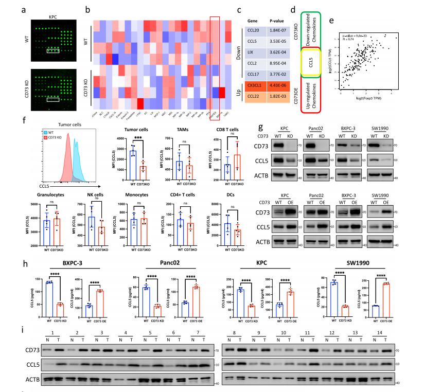 Chemiscope系列化学发光成像系统在肿瘤免疫治疗领域的应用